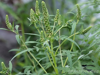 Flowers and flower buds